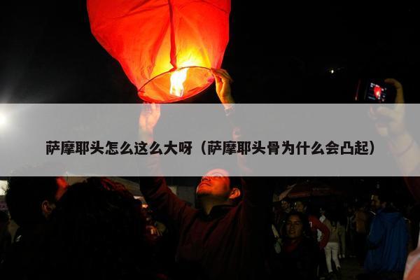 萨摩耶头怎么这么大呀（萨摩耶头骨为什么会凸起）