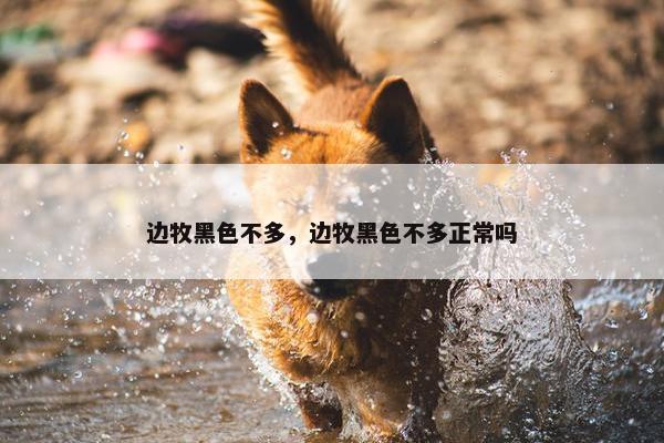 边牧黑色不多，边牧黑色不多正常吗