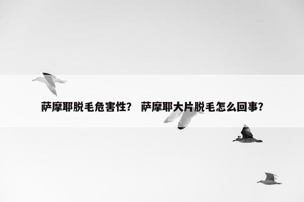 萨摩耶脱毛危害性？ 萨摩耶大片脱毛怎么回事？