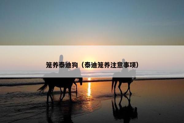 笼养泰迪狗（泰迪笼养注意事项）