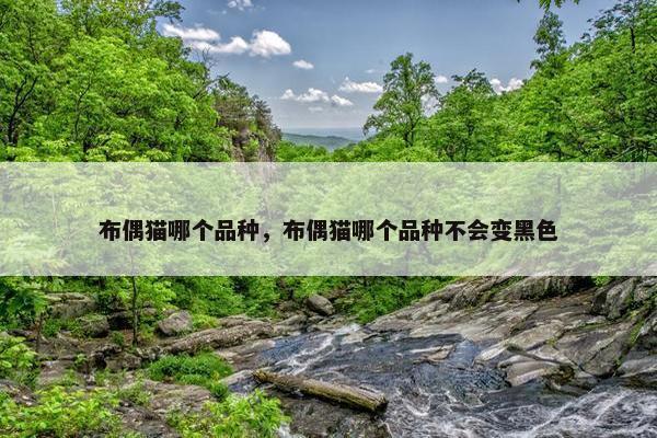 布偶猫哪个品种，布偶猫哪个品种不会变黑色