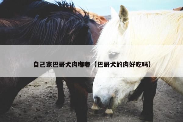 自己家巴哥犬肉嘟嘟（巴哥犬的肉好吃吗）