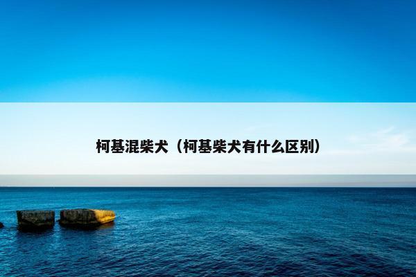 柯基混柴犬（柯基柴犬有什么区别）