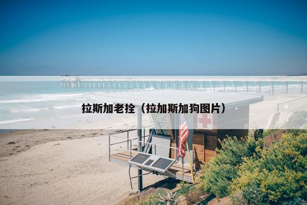 拉斯加老拴（拉加斯加狗图片）