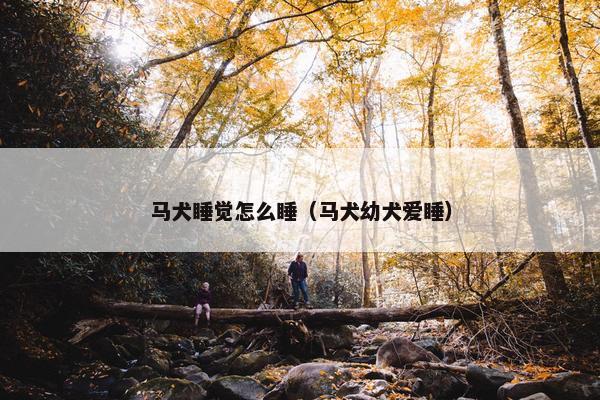 马犬睡觉怎么睡（马犬幼犬爱睡）
