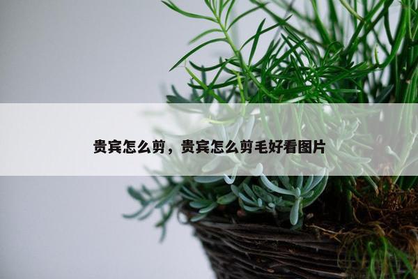 贵宾怎么剪，贵宾怎么剪毛好看图片