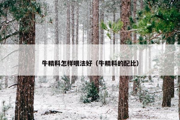 牛精料怎样喂法好（牛精料的配比）