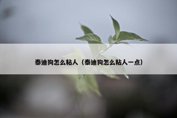 泰迪狗怎么粘人（泰迪狗怎么粘人一点）