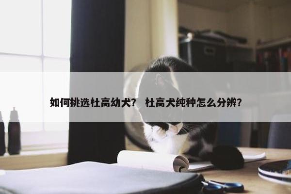 如何挑选杜高幼犬？ 杜高犬纯种怎么分辨？
