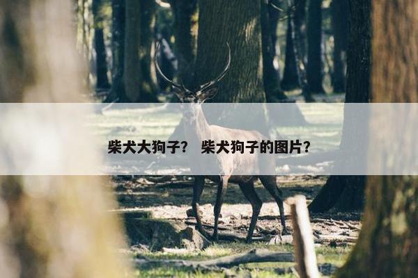 柴犬大狗子？ 柴犬狗子的图片？