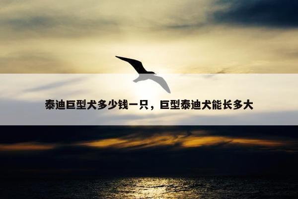 泰迪巨型犬多少钱一只，巨型泰迪犬能长多大