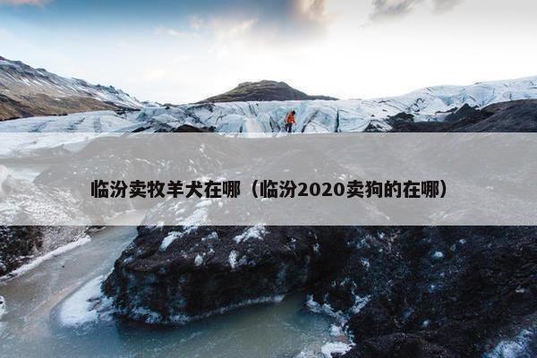 临汾卖牧羊犬在哪（临汾2020卖狗的在哪）