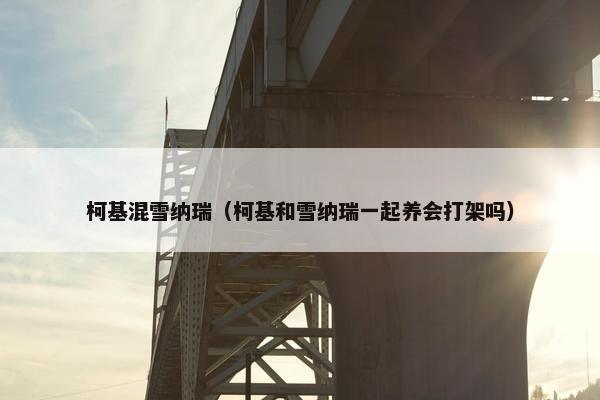 柯基混雪纳瑞（柯基和雪纳瑞一起养会打架吗）
