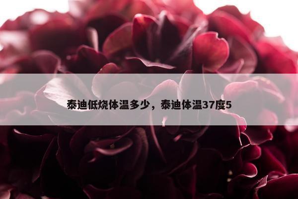 泰迪低烧体温多少，泰迪体温37度5