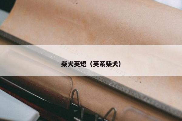 柴犬英短（英系柴犬）
