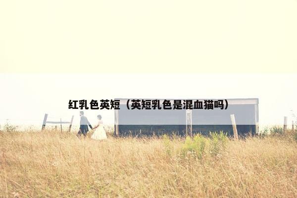红乳色英短（英短乳色是混血猫吗）