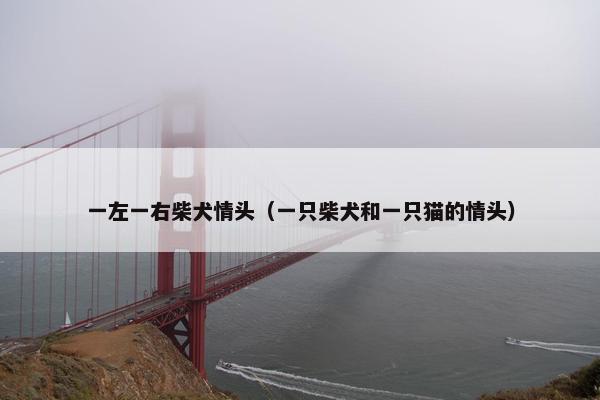 一左一右柴犬情头（一只柴犬和一只猫的情头）