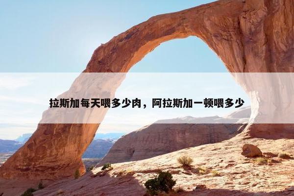 拉斯加每天喂多少肉，阿拉斯加一顿喂多少
