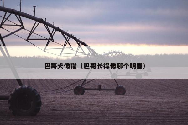 巴哥犬像猫（巴哥长得像哪个明星）