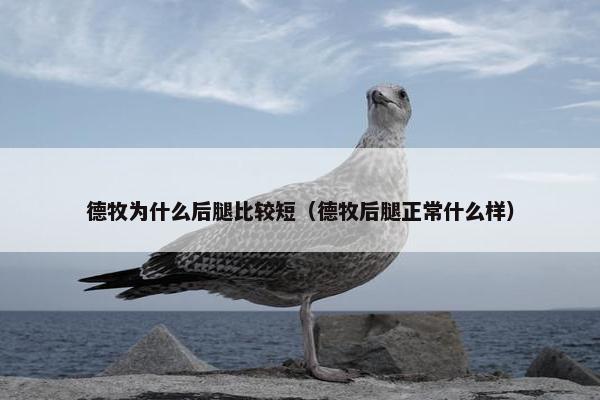 德牧为什么后腿比较短（德牧后腿正常什么样）