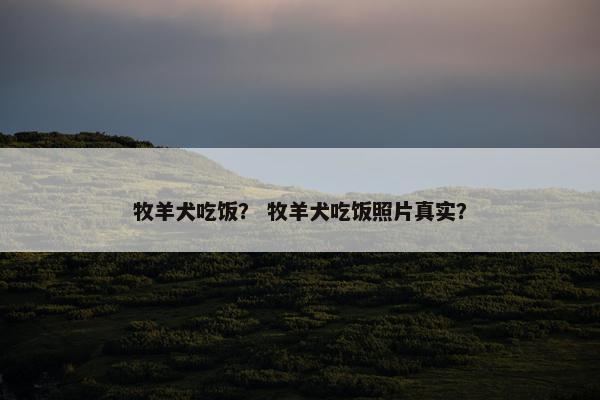 牧羊犬吃饭？ 牧羊犬吃饭照片真实？