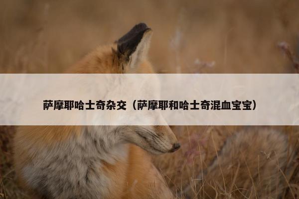萨摩耶哈士奇杂交（萨摩耶和哈士奇混血宝宝）
