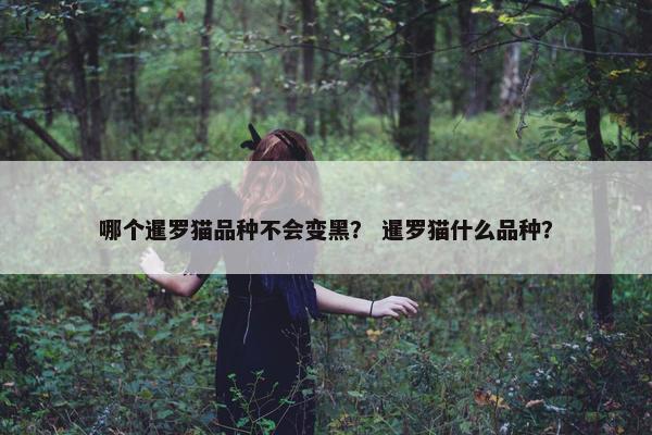 哪个暹罗猫品种不会变黑？ 暹罗猫什么品种？