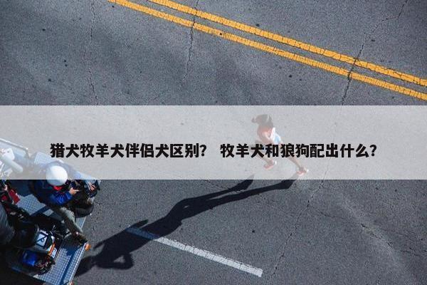 猎犬牧羊犬伴侣犬区别？ 牧羊犬和狼狗配出什么？