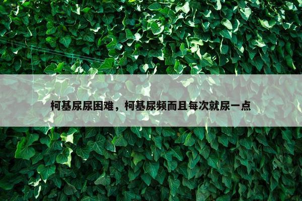 柯基尿尿困难，柯基尿频而且每次就尿一点