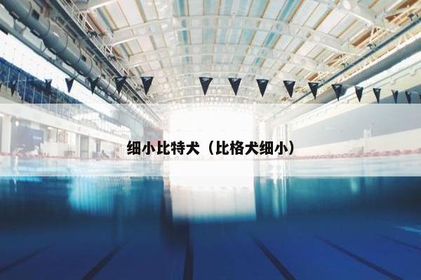 细小比特犬（比格犬细小）