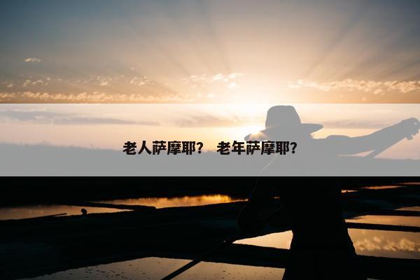 老人萨摩耶？ 老年萨摩耶？