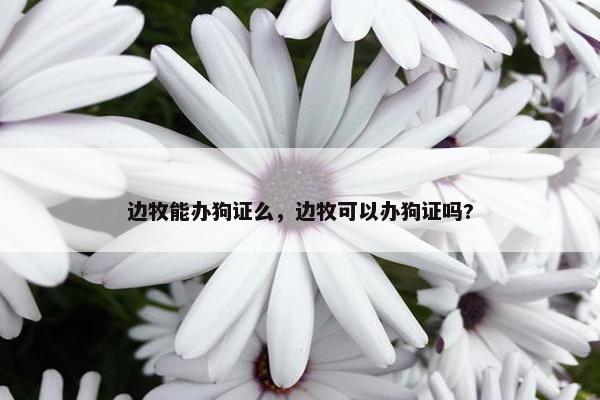 边牧能办狗证么，边牧可以办狗证吗?