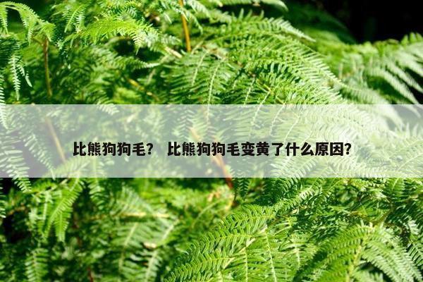 比熊狗狗毛？ 比熊狗狗毛变黄了什么原因？