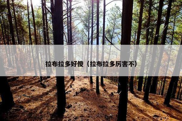 拉布拉多好傻（拉布拉多厉害不）