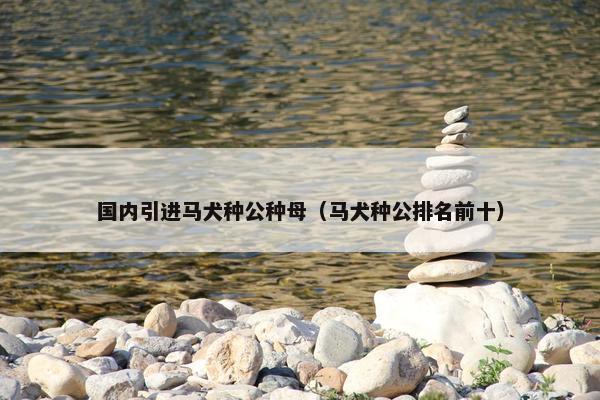 国内引进马犬种公种母（马犬种公排名前十）