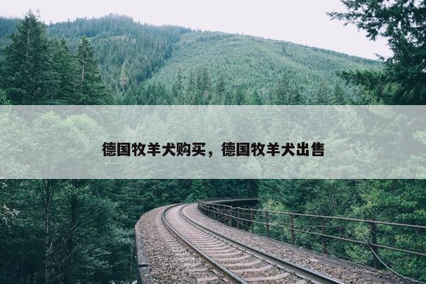 德国牧羊犬购买，德国牧羊犬出售
