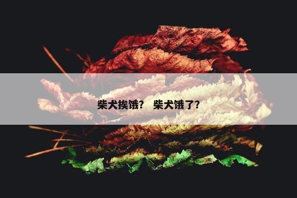 柴犬挨饿？ 柴犬饿了？