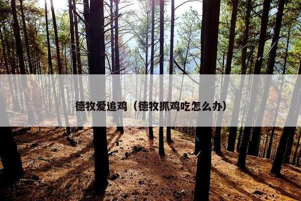 德牧爱追鸡（德牧抓鸡吃怎么办）