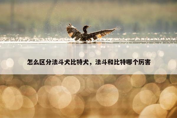 怎么区分法斗犬比特犬，法斗和比特哪个厉害