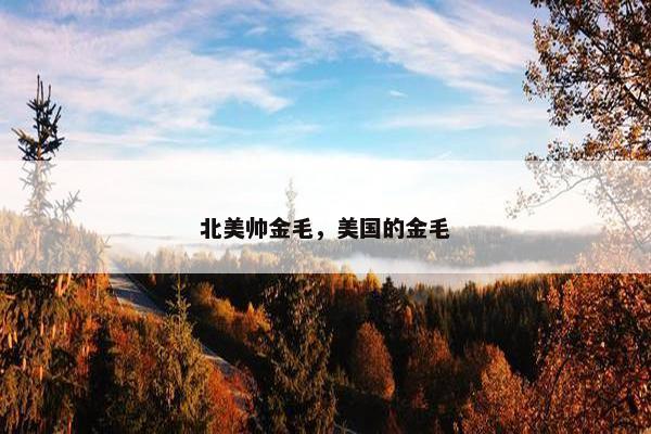 北美帅金毛，美国的金毛