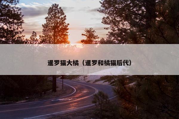 暹罗猫大橘（暹罗和橘猫后代）