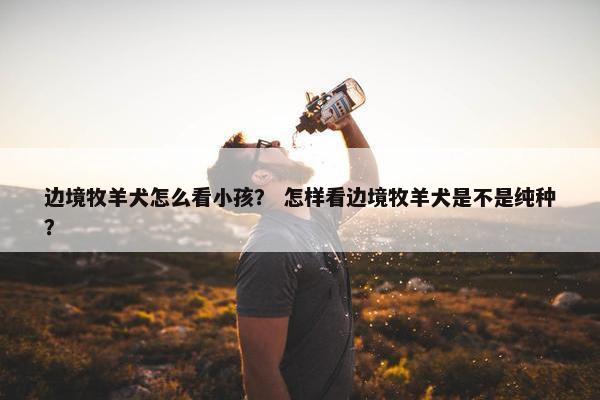 边境牧羊犬怎么看小孩？ 怎样看边境牧羊犬是不是纯种？