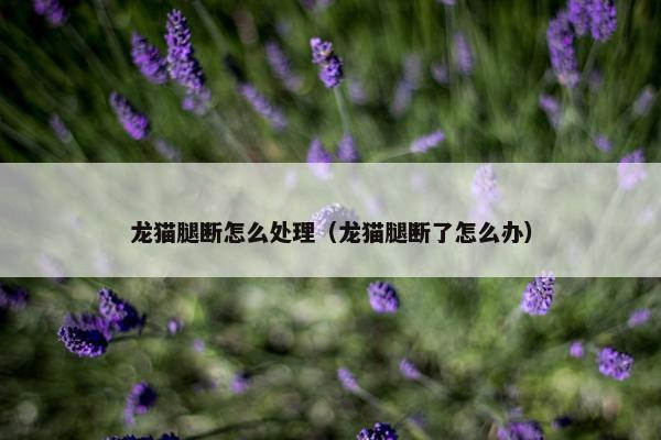 龙猫腿断怎么处理（龙猫腿断了怎么办）