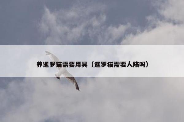 养暹罗猫需要用具（暹罗猫需要人陪吗）