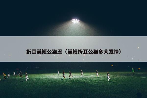 折耳英短公猫丑（英短折耳公猫多大发情）