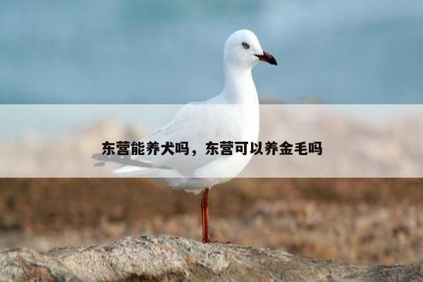 东营能养犬吗，东营可以养金毛吗