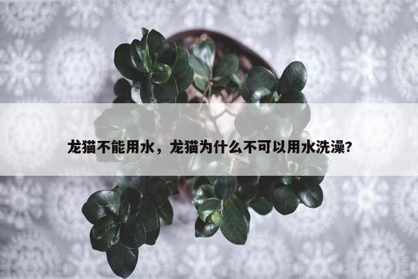 龙猫不能用水，龙猫为什么不可以用水洗澡?