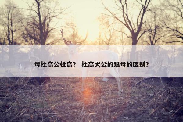 母杜高公杜高？ 杜高犬公的跟母的区别？