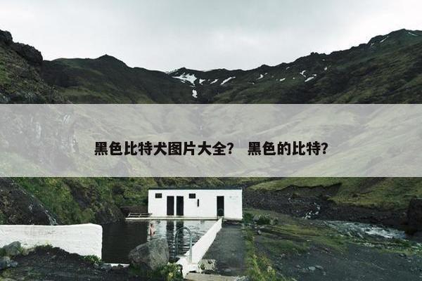 黑色比特犬图片大全？ 黑色的比特？