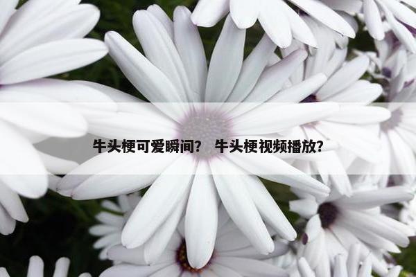 牛头梗可爱瞬间？ 牛头梗视频播放？